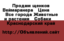 Продам щенков Веймаранера › Цена ­ 30 - Все города Животные и растения » Собаки   . Краснодарский край